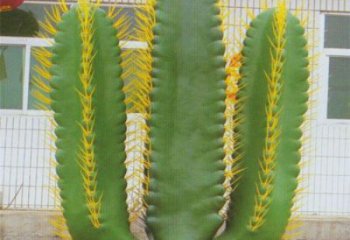 白山庭院仙人掌雕塑